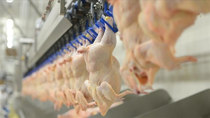 Son 5 ayda yüzde 200 zamlanan tavuk fiyatları nedeniyle harekete geçen Ticaret Bakanlığı, kanatlı et ihracatına kısıtlama getirdi.
