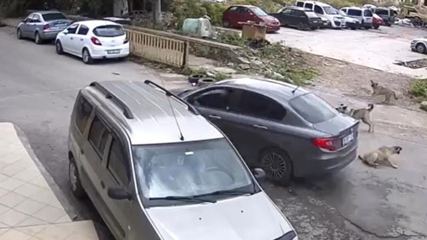 İzmir'in Bornova ilçesinde bir sürücü, yola çıkan köpeğin üzerinden geçip, arkasına bakmadan yoluna devam etti.