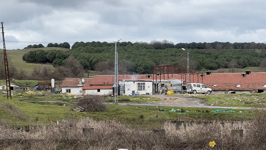 İstanbul Arnavutk&ouml;y&rsquo;de kan donduran olay! &Ccedil;iftlik sahibi M.D., tartıştığı &ccedil;alışanı A.I.&rsquo;ya elektrikli testereyle saldırdı. Boynundan ağır yaralanan talihsiz iş&ccedil;i yaşam savaşı verirken, saldırgan karanlıktan faydalanıp ormana ka&ccedil;tı. İstanbul Polisi&rsquo;nin dron destekli termal takibiyle saklandığı &ccedil;alılıkların arasında bulunan "testereli saldırgan" g&ouml;zaltına alındı.