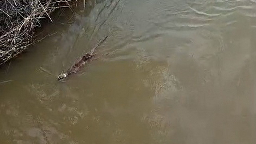 Bursa&rsquo;nın Karacabey il&ccedil;esinde doğaseverleri heyecanlandıran bir gelişme yaşandı. Ak&ccedil;asusurluk mevkiindeki derede, nesli tehlike altındaki t&uuml;rler arasında yer alan bir su samuru g&ouml;r&uuml;nt&uuml;lendi. 