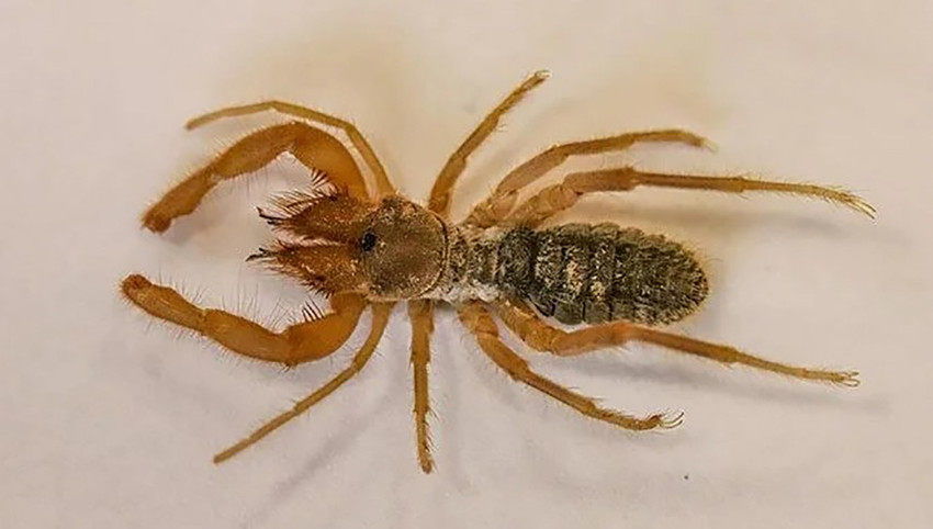 Cennet Cehennem Vadisi'nde yeni örümcek türü keşfedildi - Resim : 1
