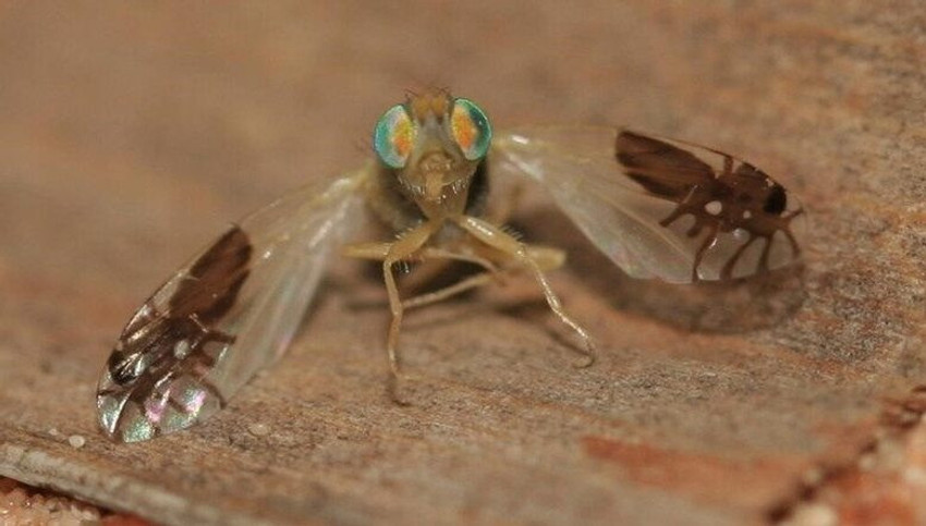 Kanatlarında ''karınca desenli'' olan sinekler büyük ilgi çekiyor - Resim : 1
