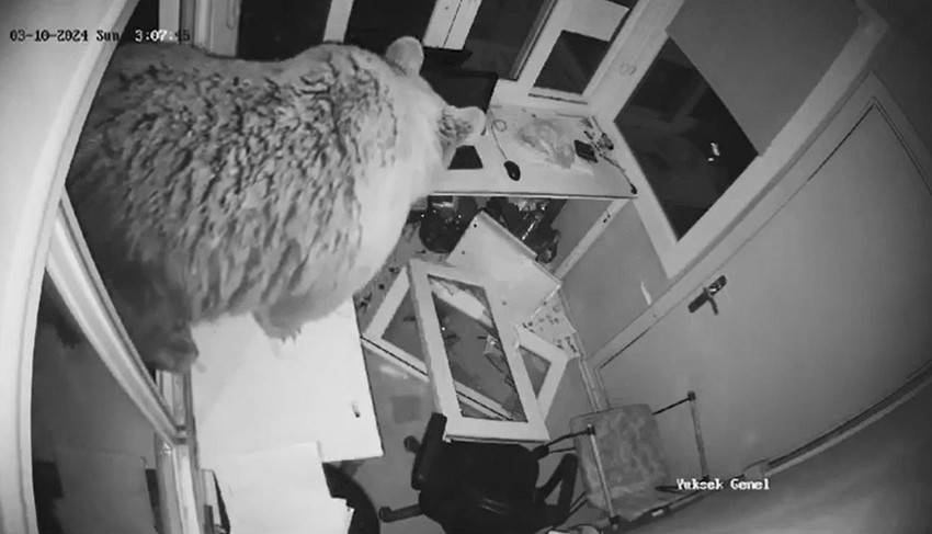 Bursa'da yavruları ile gezen ayı, Uludağ bölgesinde pencerelerini kırdığı güvenlik kulübesine girdi; o anlar güvenlik kamerasına yansıdı.