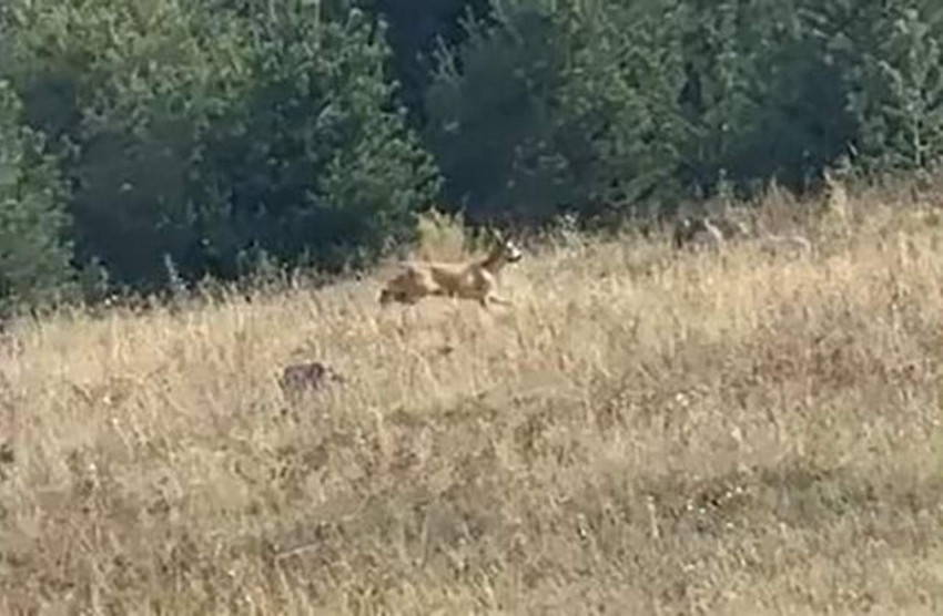 Ardahan'da ormanlık alanda seke seke koşan dağ ceylanı, cep telefonuyla görüntülendi.