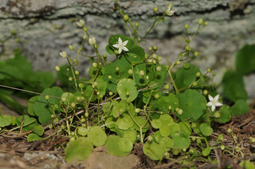 İzmir'in &Ouml;demiş il&ccedil;esinde y&uuml;r&uuml;t&uuml;len &ccedil;alışmalarda ''İzmir G&ouml;bekotu'' adı verilen yeni bir bitki t&uuml;r&uuml; keşfedildi.