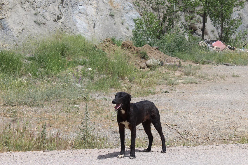 13 sokak köpeği yaşlı kadına kabusu yaşattı - Resim: 3
