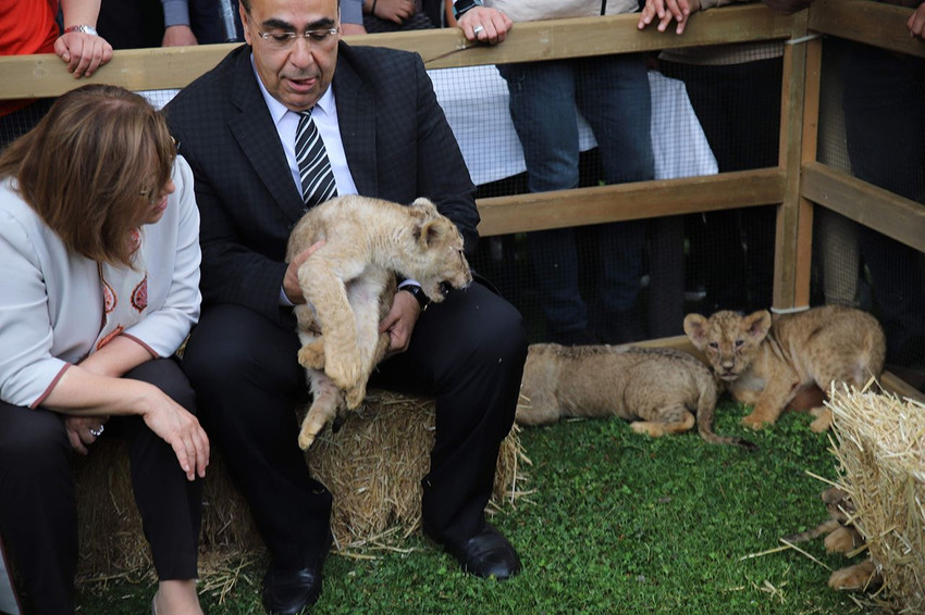 Erdoğan aslan dedesi oldu... 4 minik aslan yavrusu kameralar karşısında - Resim: 4