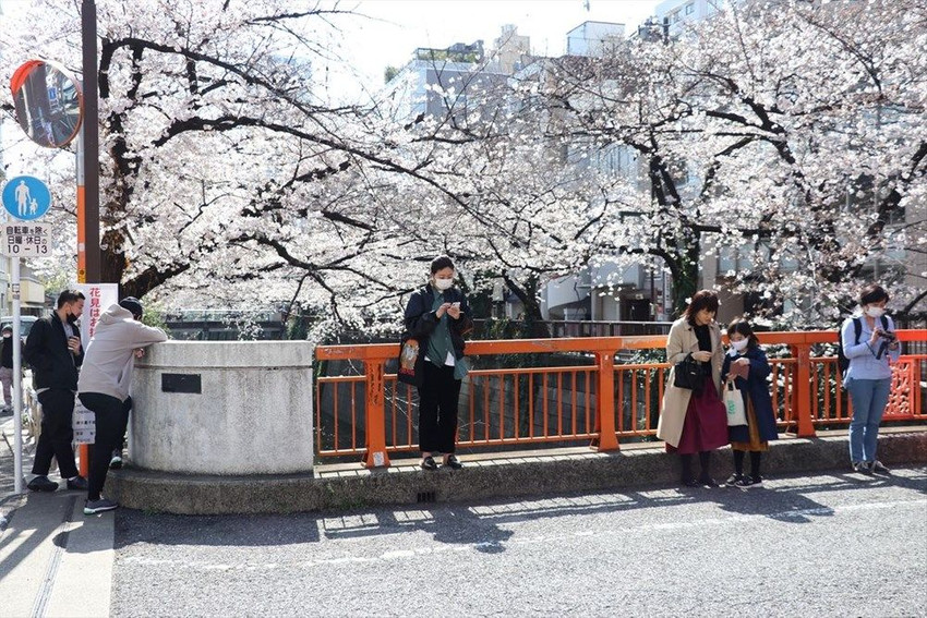 Sakura çiçeklerini görmek için parklara akın ettiler - Resim: 3