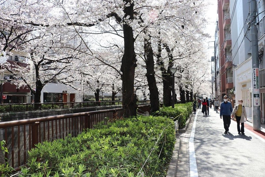 Sakura çiçeklerini görmek için parklara akın ettiler - Resim: 2