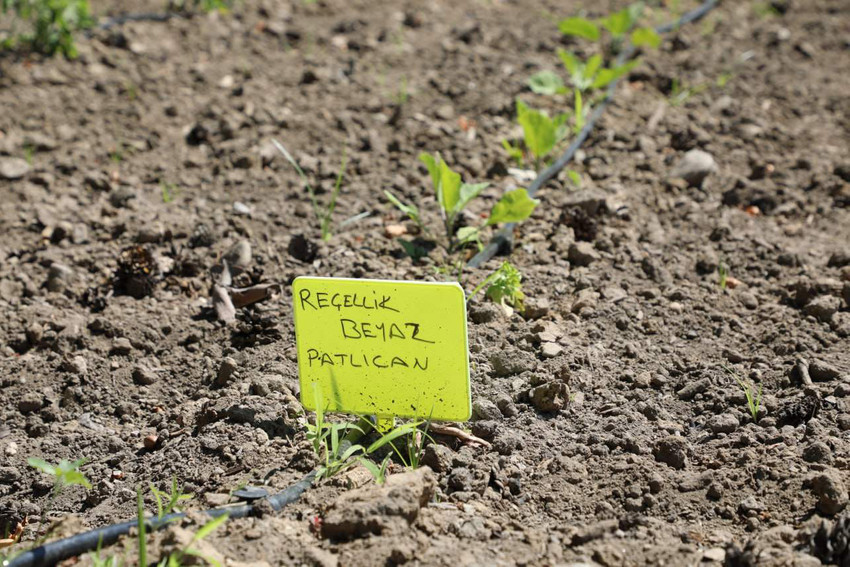 Edremit Belediyesi’nin ata tohumu projesi büyüyor - Resim : 4