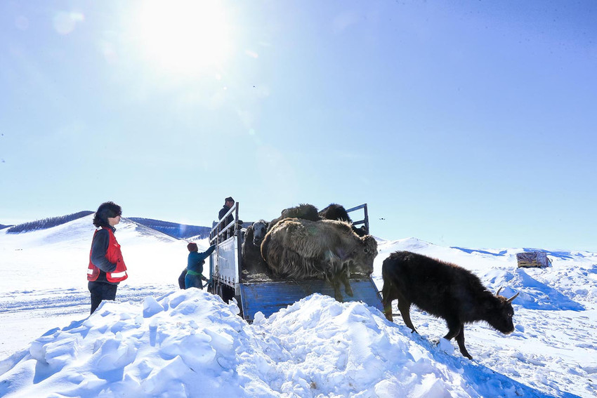 Uluslararası Kızılhaç Federasyonu (IFRC), Moğolistan'ın son 50 yılın en sert kışını geçirdiğini ve sert hava koşulları nedeniyle 4.7 milyondan fazla hayvanın öldüğünü açıkladı.