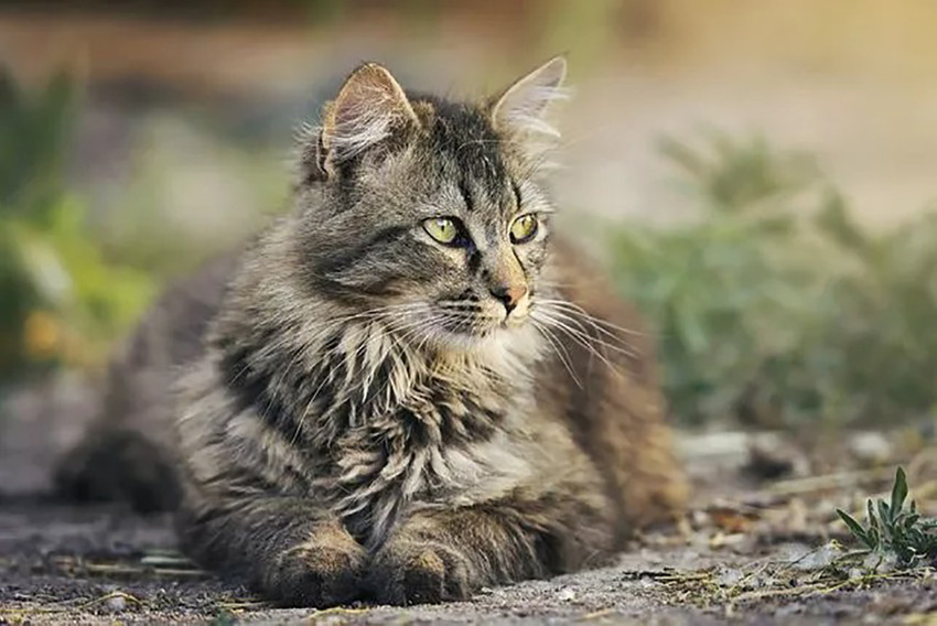 Film gibi olay: 2012'de kaybolan kedi 10 yıl sonra ortaya çıktı - Resim : 1