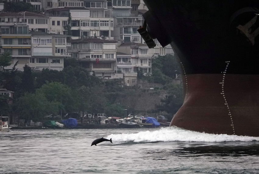İstanbul Boğazı'nın en sevimli ''çetesi'' geri döndü - Resim: 3
