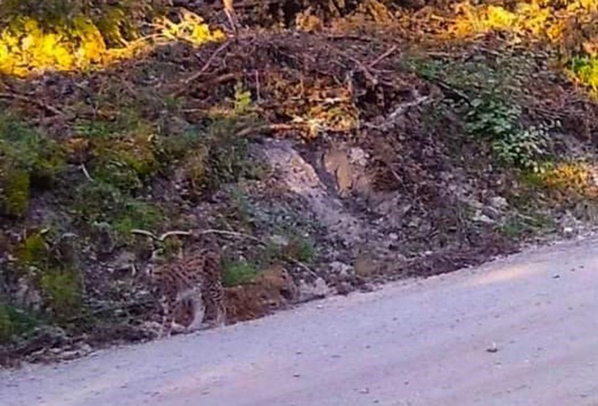 Çorum’da görüntüsü fotokapana yansıyan vaşak, ormanda bitki örtüsüyle kendini kamufle etti. 