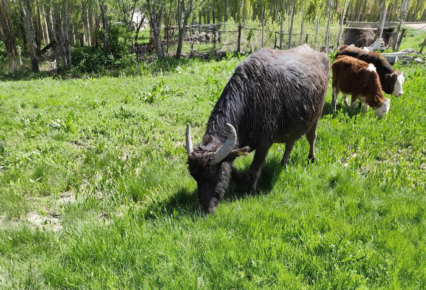 Muş'un Malazgirt ilçesinde kaybolan manda, yaklaşık 50 kilometre uzaklıktaki Ağrı'nın Patnos ilçesi kırsalında bulundu. Firari mandanın 50 kilometrelik yolda Murat Nehri'ni de yüzerek geçtiği belirlendi.