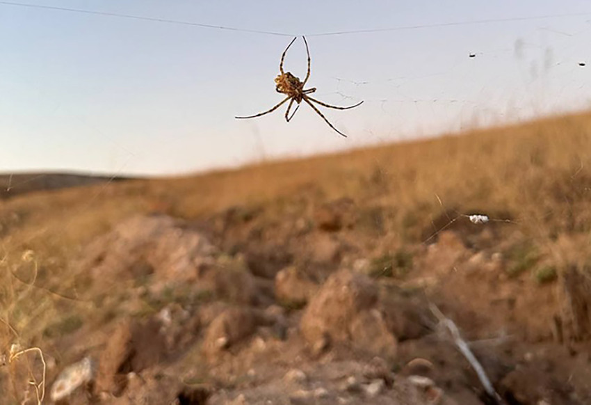 Dünyanın en zehirli örümceği o ilimizde ortaya çıktı - Resim : 1