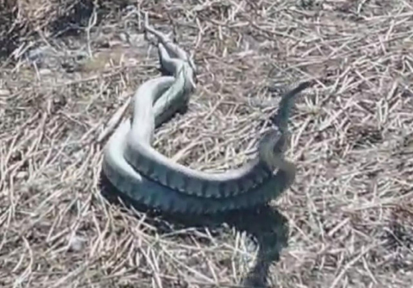 Türkiye'deki en zehirli yılan türü olarak bilinen iki koca engereğin çiftleşme dansı cep telefonu kamerasına yansıdı.