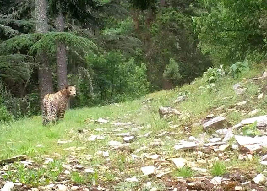 Afrika değil Türkiye! Anadolu Leoparı kamerada - Resim: 1