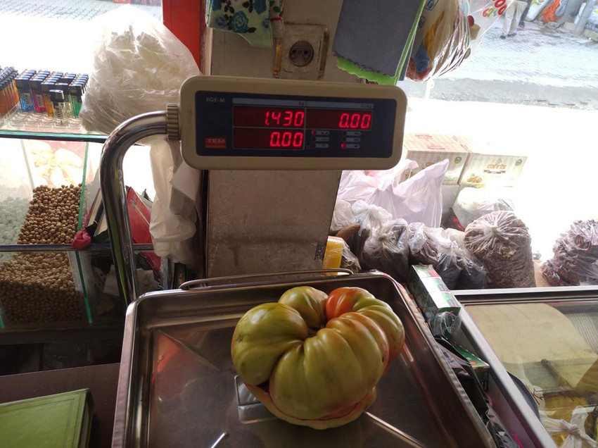 Tanesi 1.5 kilo! Dev köy domatesi görenleri şaşkına çeviriyor - Resim: 2