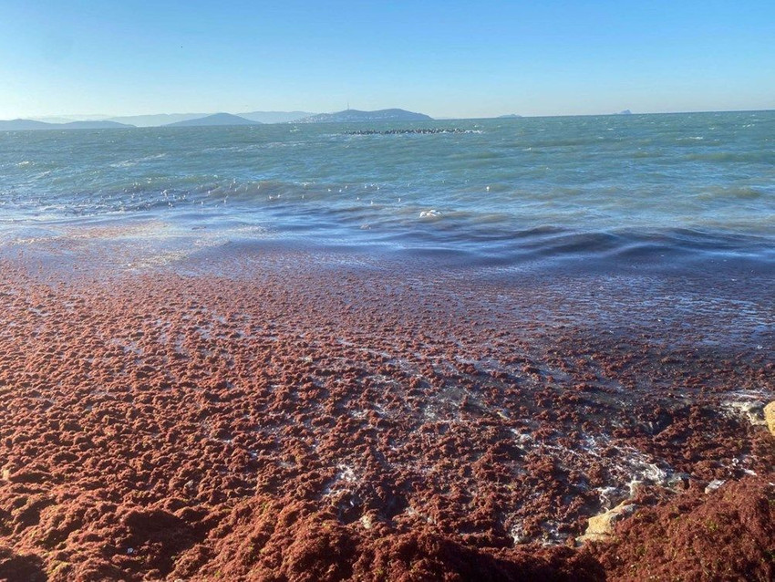 Kadıköy'de sahili yine kırmızı yosun sardı - Resim: 1