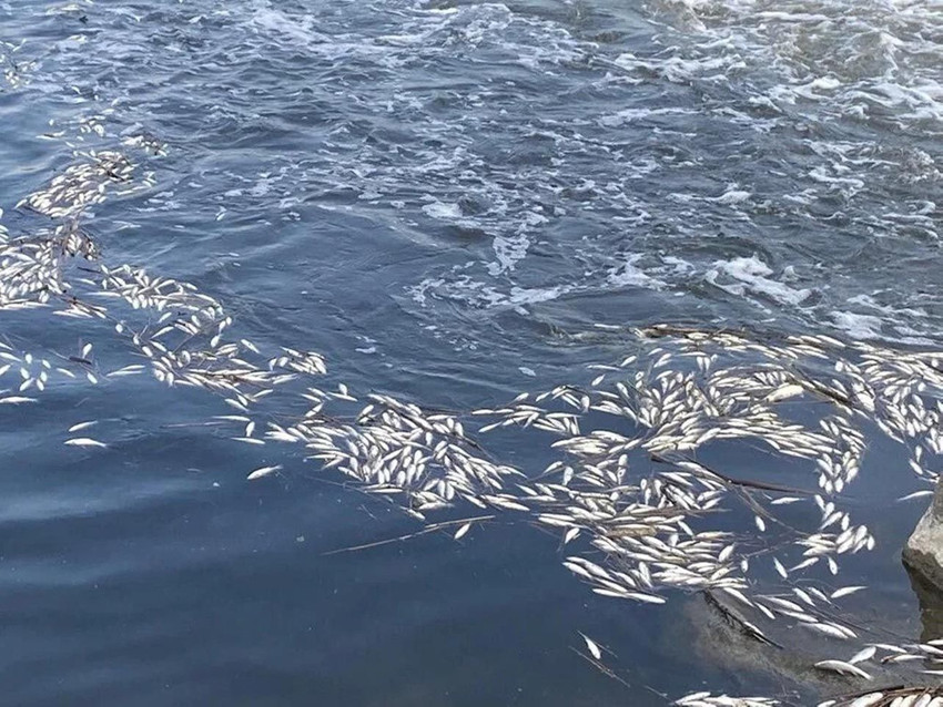 Dicle Nehri'nde binlerce balık telef oldu - Resim: 3