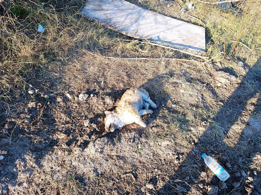 Antalya'nın Serik ilçesinde anne köpek ve 2 yavrusu, boş arazide tüfekle vurularak öldürülmüş halde bulundu.