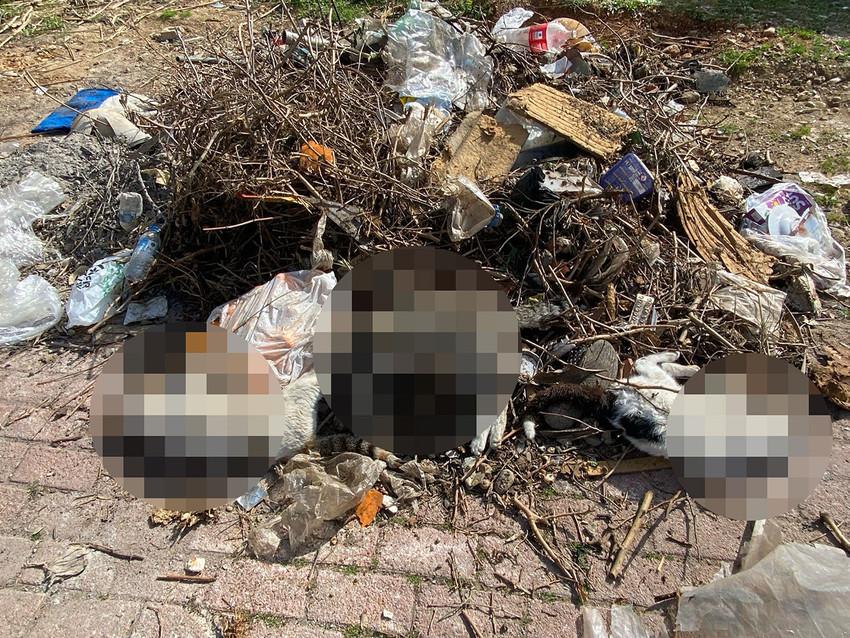 Antalya'da bir çöp konteynerinin yanında ve sokağın muhtelif yerlerinde ölmüş çok sayıda kedi bulunmasıyla ilgili soruşturma başlatıldı.