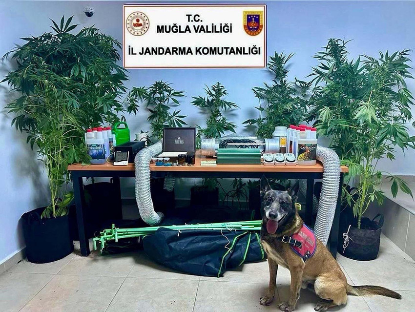 Muğla'nın Bodrum ilçesinde evindeki elbise dolabında Hint keneviri yetiştirdiği belirlenen öğretmen gözaltına alındı. Adli kontrol şartıyla serbest bırakılan öğretmen açığa alınarak adli ve idari soruşturma başlatıldı.
