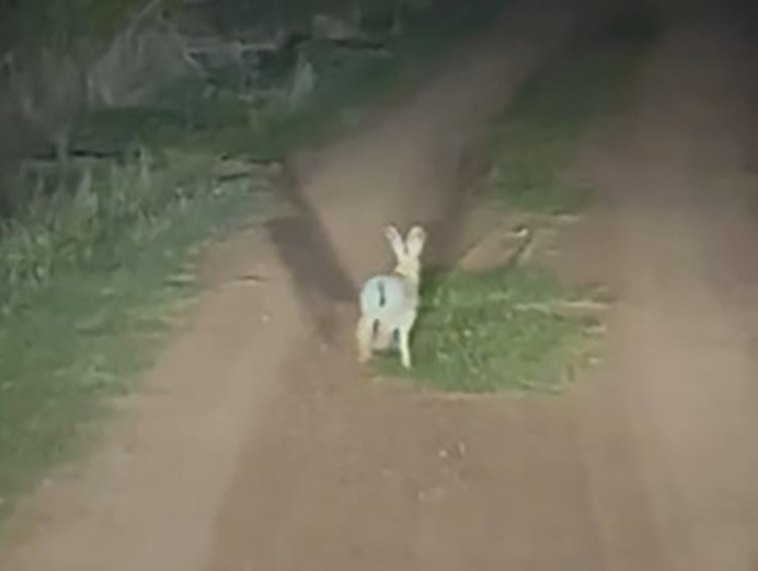 Çankırı’da bir otomobilin önünden dakikalarca koşan tavşan otomobile yol vermedi. O ilginç anlar ise araç sürücüsü tarafından saniye saniye kaydedildi.