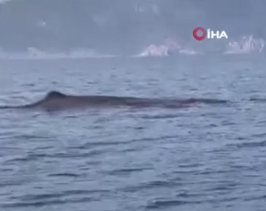 Marmaris'te dev balina heyecanı! Kameraya yansıdı - Resim: 4