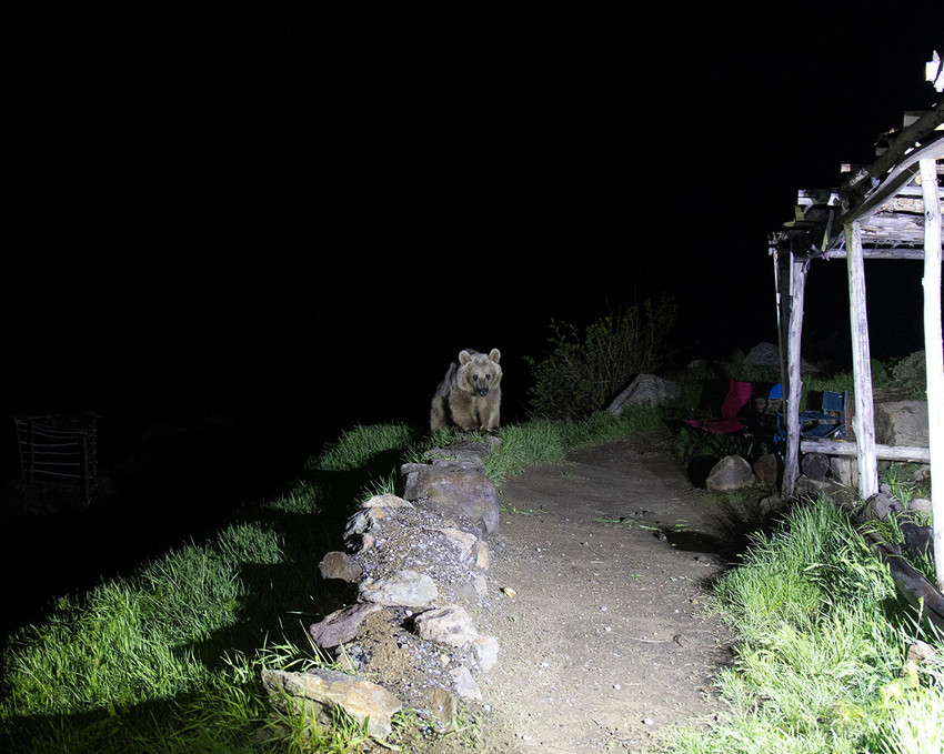 Bitlis'te 2 bin 247 rakımdaki Türkiye'nin bozayıları için vatandaşlara "elle beslemeyin" ve "çöp atmayın" uyarıları yapıldı.