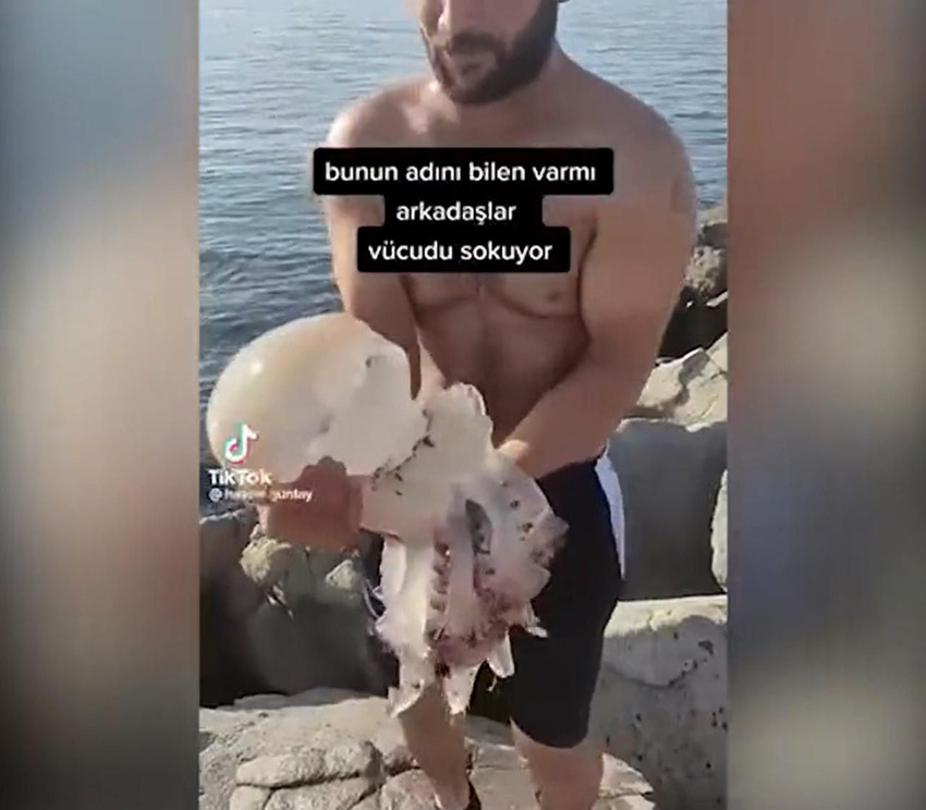 Ahtapot sanıp kucağına aldı! Saniyeler sonra kendini denizde buldu - Haber3