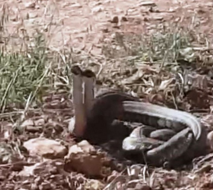 Şanlıurfa'da dünyanın en zehirli yılanları görüldü! - Resim : 1