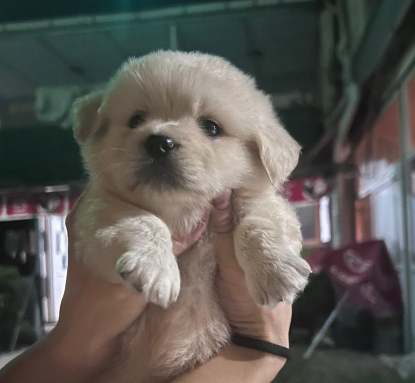 Hatay'da motosikletli hırsızlar, pekinez cinsi minik Prenses'i çalarak kaçtı. Motosikletli köpek hırsızları saniye saniye kameralara yansıdı.