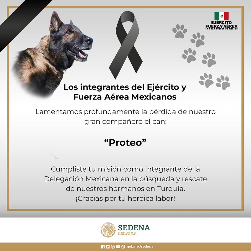Meksika'dan gelen kurtarma köpeği hayatını kaybetti - Resim : 1