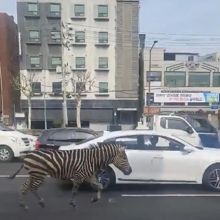 İlginç anlar: Hayvanat bahçesinden kaçan zebra şehre indi - Resim : 1