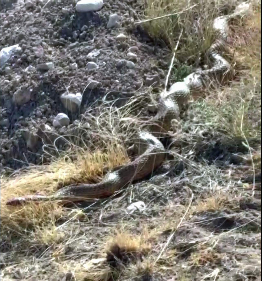 Sivas’ta görülen 5 metre boyutundaki dev yılan görenleri korkuttu. Bölge halkı aynı büyüklükteki bir yılanın son olarak tam 26 yıl önce görüldüğünü söyledi.