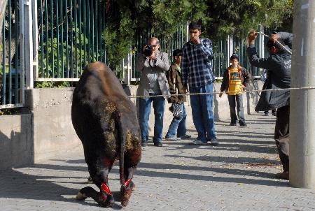 Kurbanlığa inanılmaz işkence