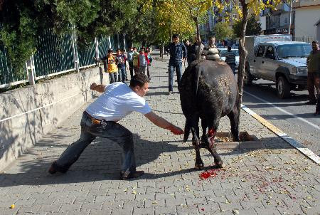 Kurbanlığa inanılmaz işkence