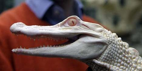 Avrupa
ın ilk albino timsahları