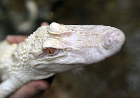 Avrupa
ın ilk albino timsahları