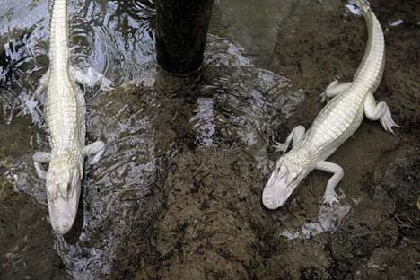Avrupa
ın ilk albino timsahları