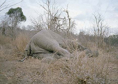 İşte açlığın fotoğrafı