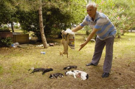 Ataköyde kedi vahşeti !