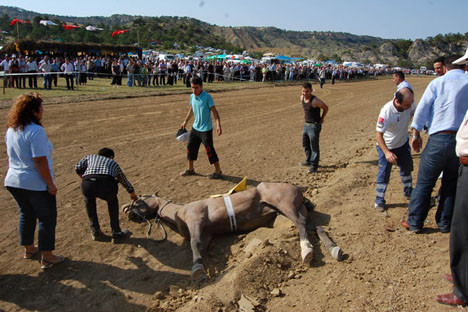 Yarışta düşen at, feci şekilde can verdi