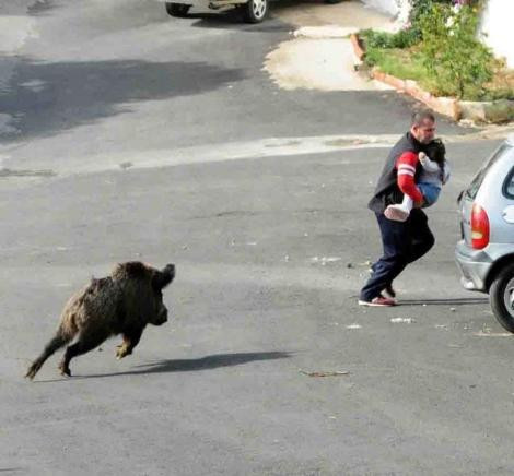 Bodrumda domuz paniği!