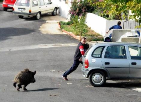 Bodrumda domuz paniği!