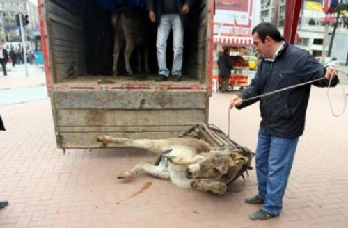 Eşekli eylem yaptı aday gösterildi