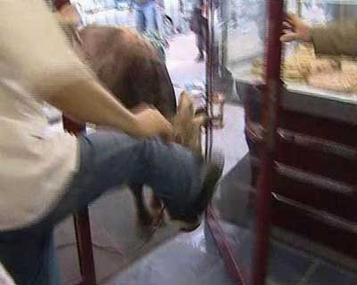 İstanbul Emniyetini alarma geçiren boğa!