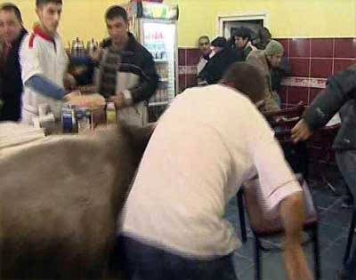 İstanbul Emniyetini alarma geçiren boğa!